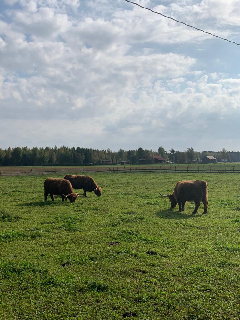 Haikut laitumella Nummenpään luomuhiglandtilalla.