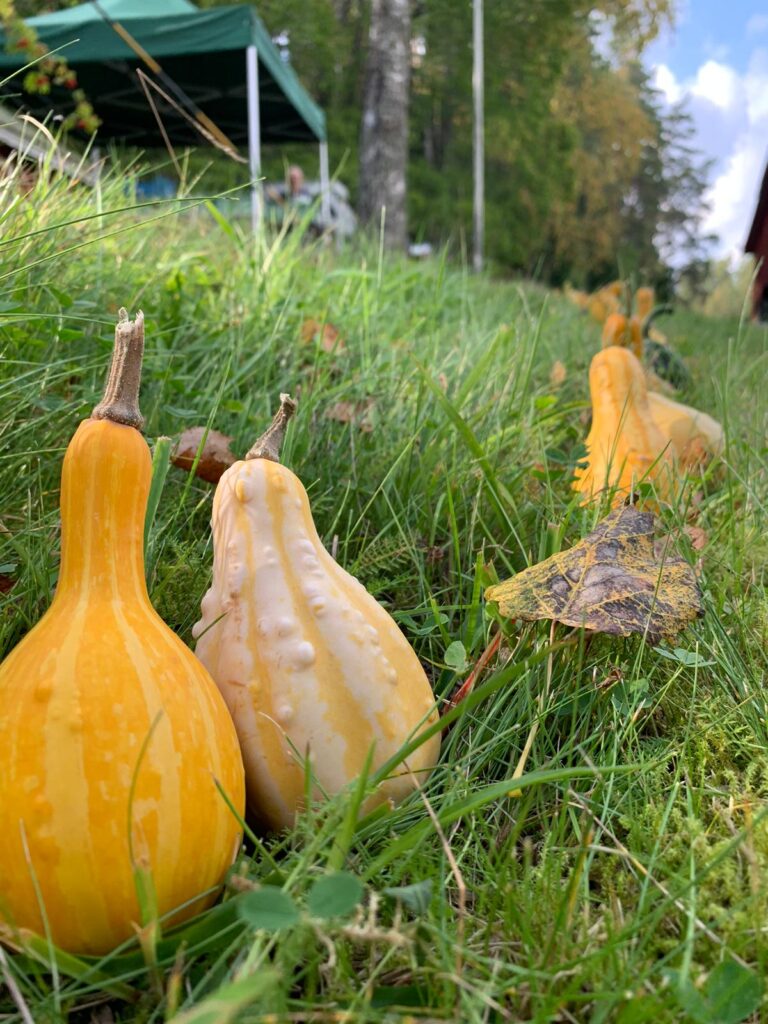 Metsärannan puutarhan kurpitsat.