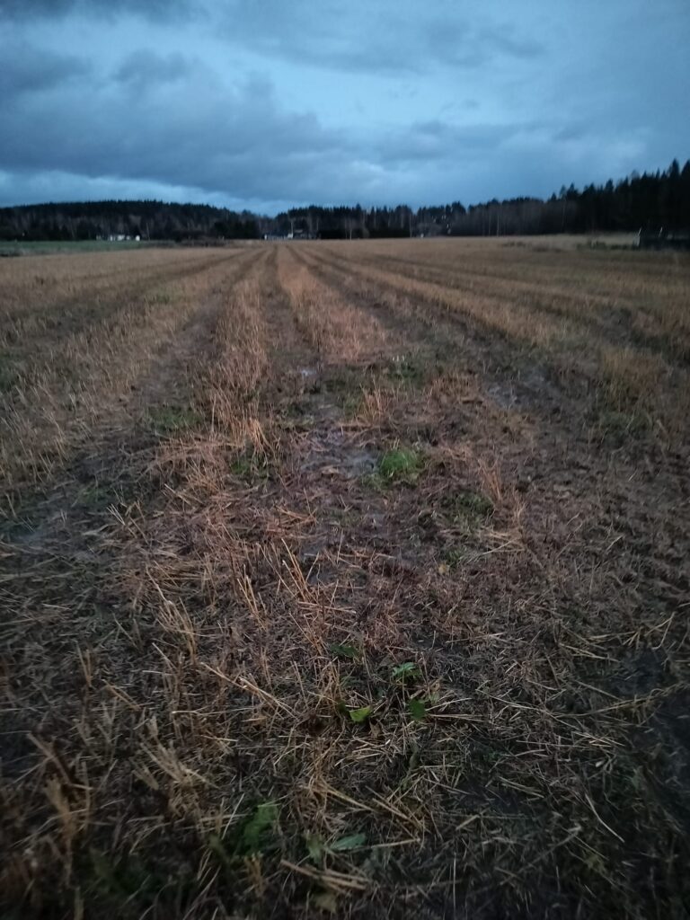 Epäonnistunut syysrypsikasvusto.